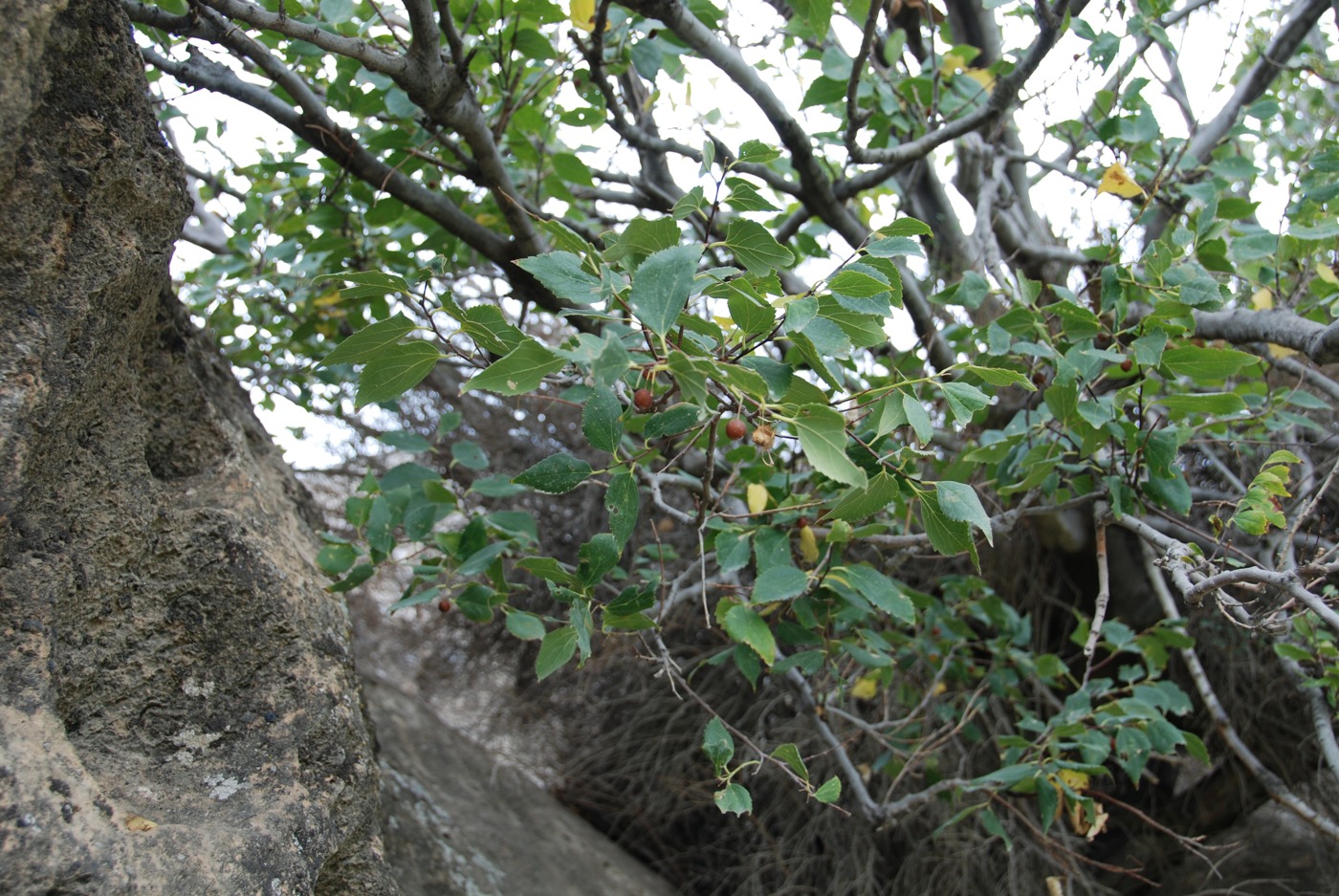 Image of Celtis glabrata specimen.