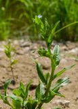 Myosotis palustris. Верхушка цветущего растения с сидящими тлями (?). Свердловская обл., Красноуфимский округ, Усть-Машский сельский совет, окр. дер. Русский Усть-Маш, галечно-песчаный берег. 13 июня 2021 г.
