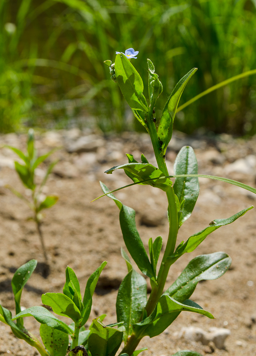 Image of Myosotis palustris specimen.