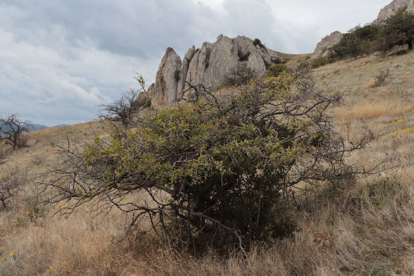 Image of Crataegus karadaghensis specimen.