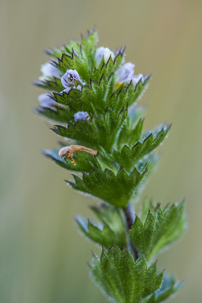 Изображение особи род Euphrasia.