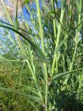 Tragopogon dubius