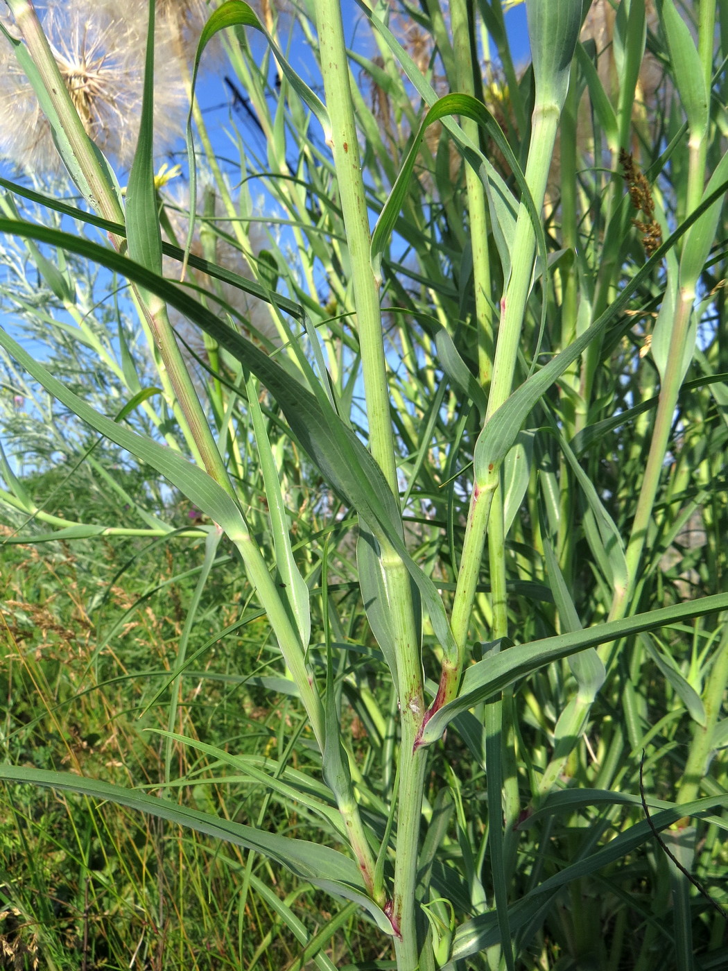 Image of Tragopogon dubius specimen.