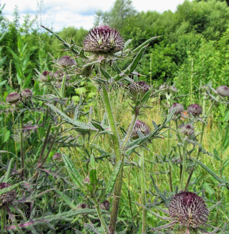 Image of Cirsium polonicum specimen.