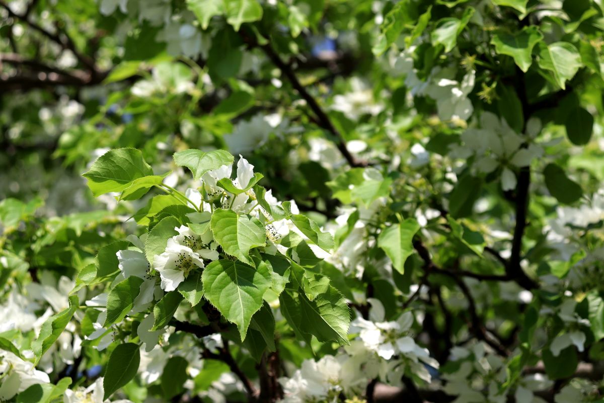 Image of Pyrus ussuriensis specimen.