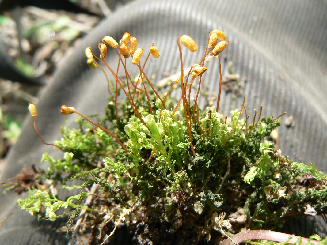 Image of Plagiomnium cuspidatum specimen.