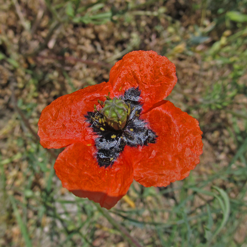 Image of Papaver tichomirovii specimen.