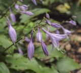 род Hosta. Соцветие. Москва, Аптекарский огород, теневой сад, в культуре. 03.09.2021.