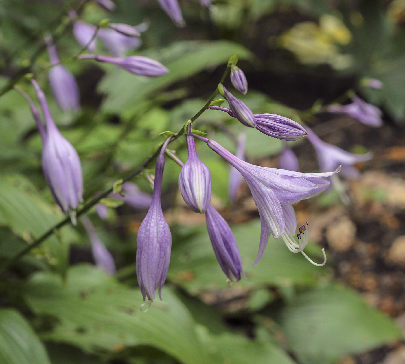 Image of genus Hosta specimen.