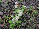 Heliotropium styligerum