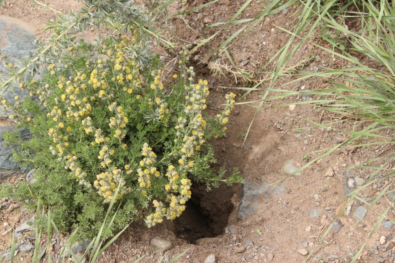 Image of genus Artemisia specimen.