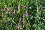 Lamium purpureum. Верхушки цветущих растений. Крым, Караларский природный парк, окр. бухты Коровья, степь. 07.05.2021.