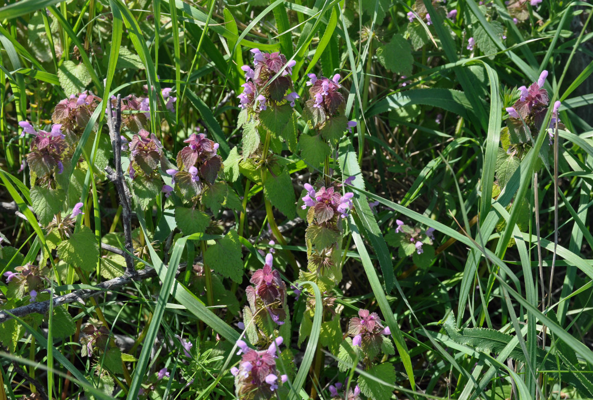 Изображение особи Lamium purpureum.