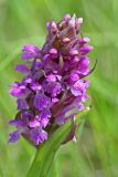 Dactylorhiza incarnata. Соцветие. Республика Татарстан, Спасский р-н, ур. Ясачка. 08.06.2010.