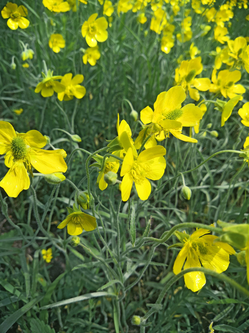 Изображение особи Ranunculus illyricus.