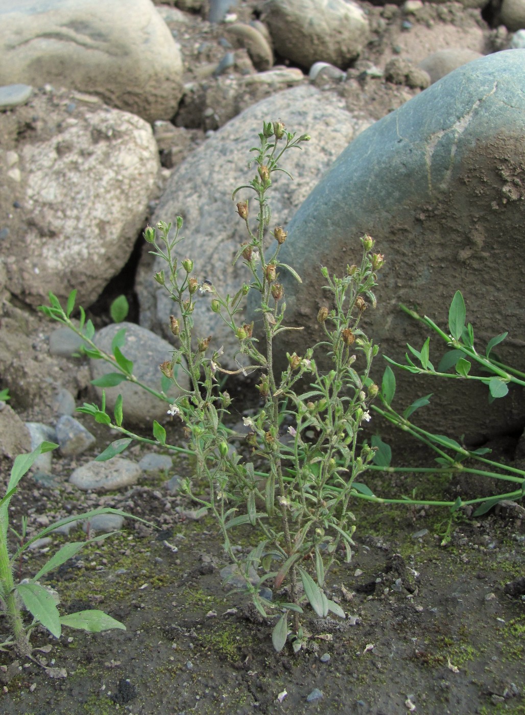 Image of Chaenorhinum minus specimen.