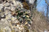 Arabis caucasica