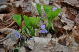Viola mirabilis. Цветущие растения. Самарская обл., национальный парк \"Самарская Лука\", гора Верблюд, широколиственный лес. 01.05.2021.