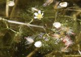 Ranunculus trichophyllus