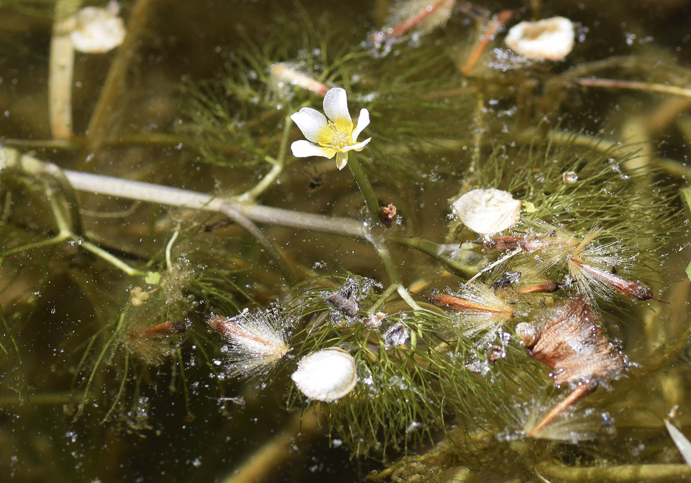 Image of Ranunculus trichophyllus specimen.