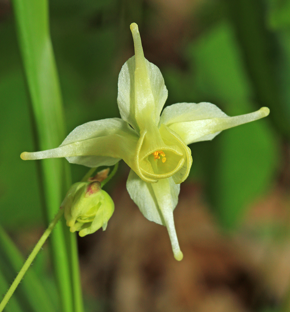 Изображение особи Epimedium koreanum.