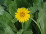 Calendula arvensis