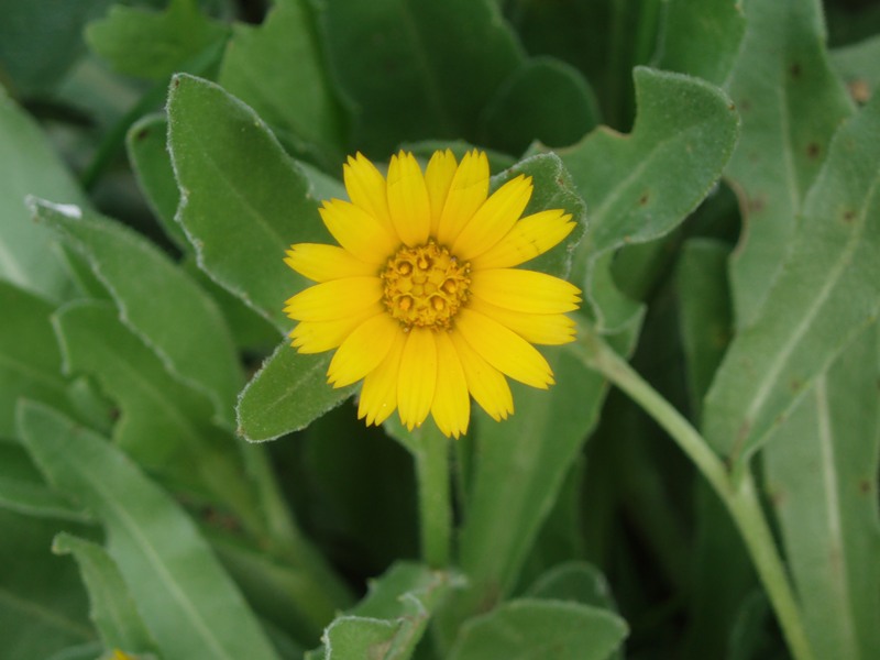 Image of Calendula arvensis specimen.