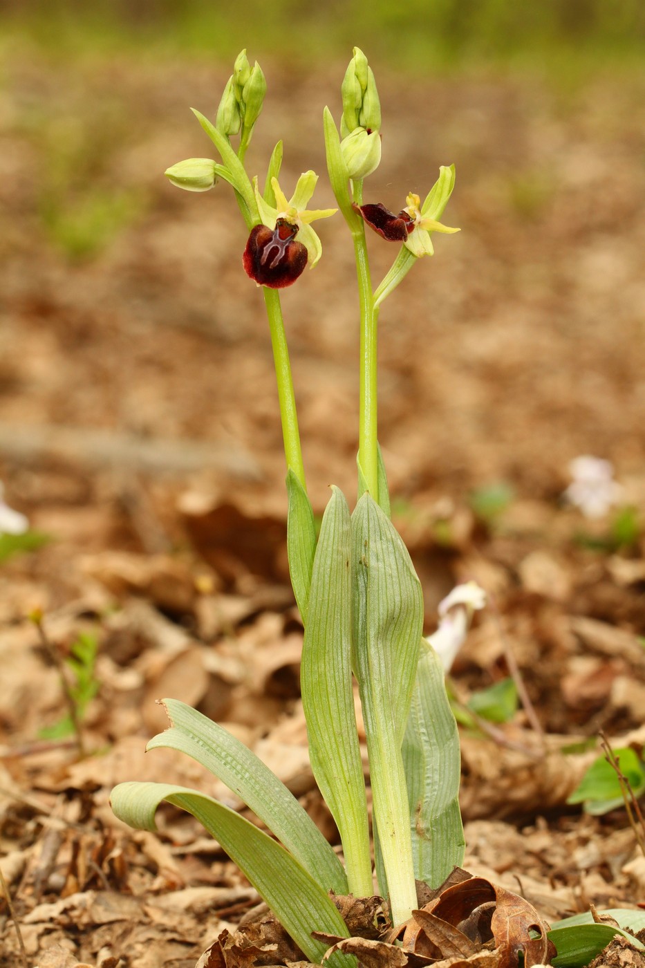 Изображение особи Ophrys mammosa.