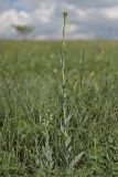Turritis glabra. Цветущие растения. Крым, Долгоруковская яйла, луг. 05.06.2022.