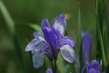 Iris biglumis