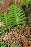 Polypodium vulgare. Вайя. Республика Абхазия, окр. Нового Афона. 20.08.2009.