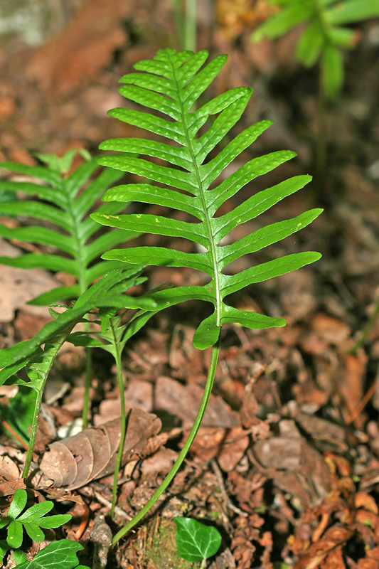 Image of Polypodium vulgare specimen.