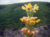 Phlomoides goloskokovii