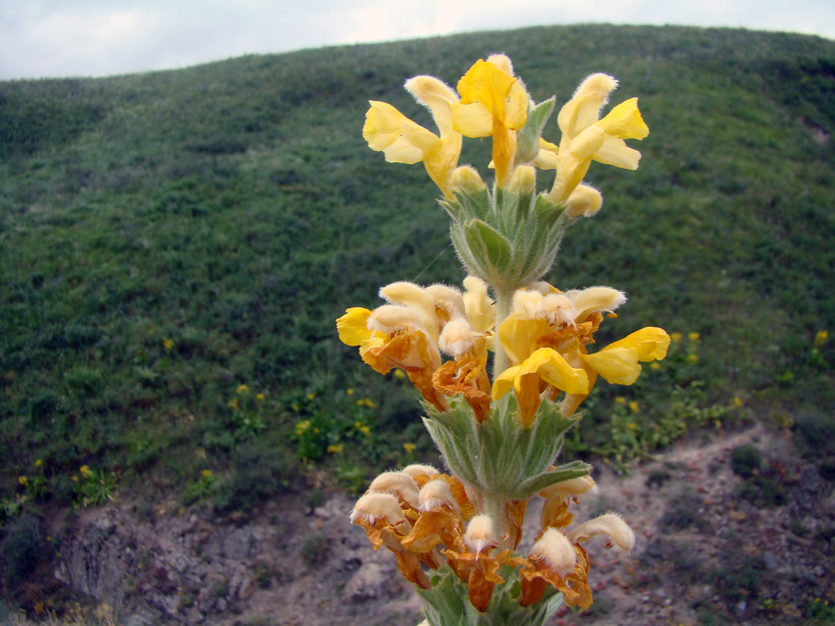 Изображение особи Phlomoides goloskokovii.