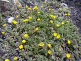 Potentilla exuta