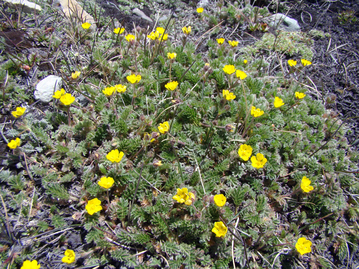 Image of Potentilla exuta specimen.