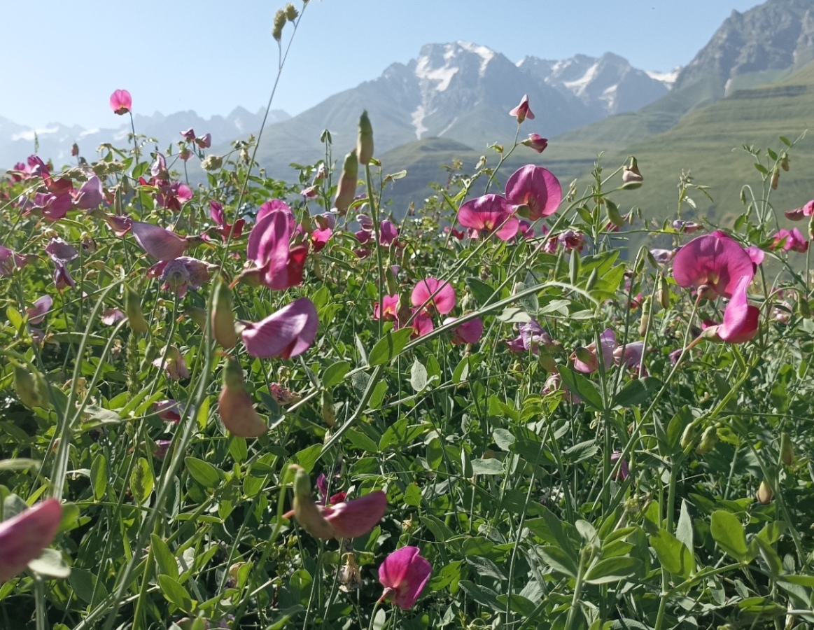 Изображение особи Lathyrus mulkak.