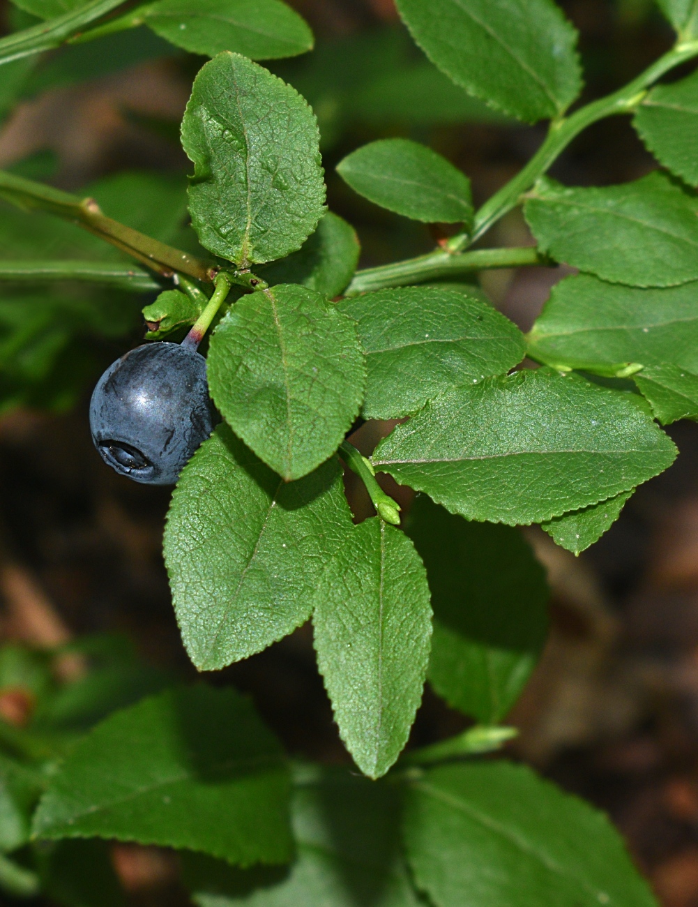 Изображение особи Vaccinium myrtillus.