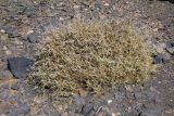 Atriplex glauca подвид palaestina. Цветущее растение. Египет, мухафаза Красное Море, р-н Марса-эль-Алам, национальный парк \"Вади-эль-Гемаль\". 20.03.2021.