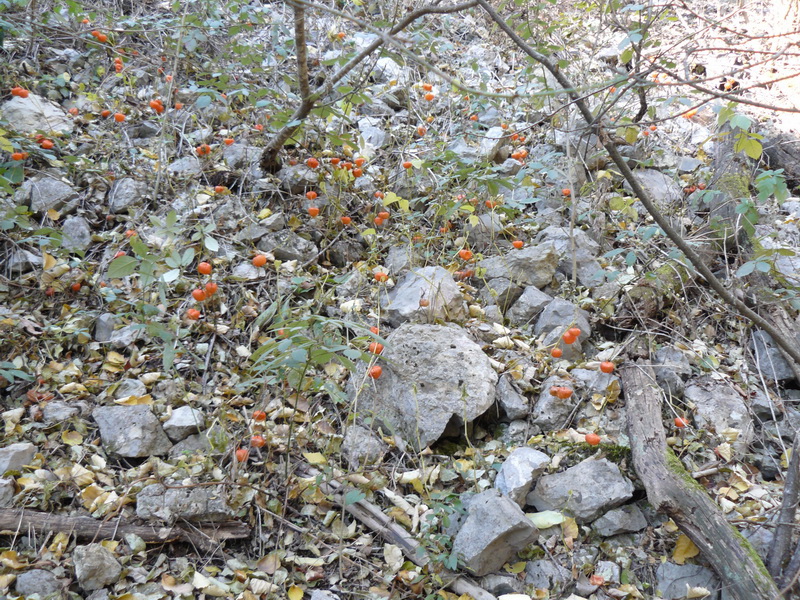 Изображение особи Alkekengi officinarum.