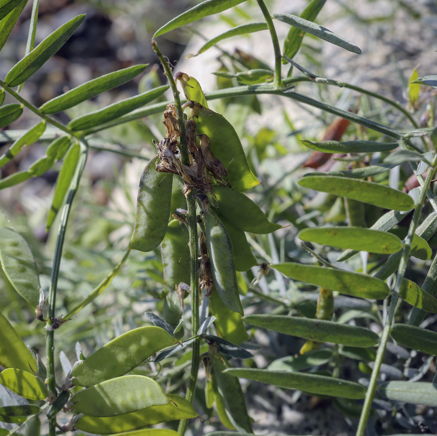 Изображение особи Vicia cracca.