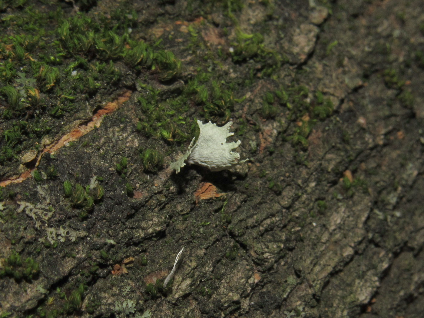 Image of Ramalina asahinana specimen.