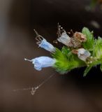 Echium handiense. Часть соцветия. Испания, автономное сообщество Канарские о-ва, о-в Фуэртевентура, провинция Las Palmas, муниципалитет Pajara, пос. La Lajita, \"Оазис-Парк\", ботанический сад. 08.06.2019.