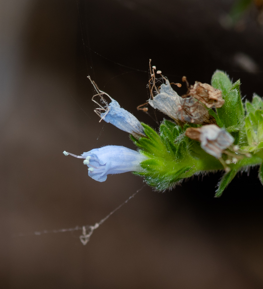 Image of Echium handiense specimen.