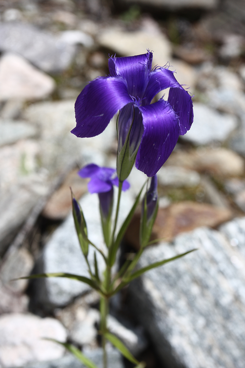 Image of Gentianopsis barbata specimen.