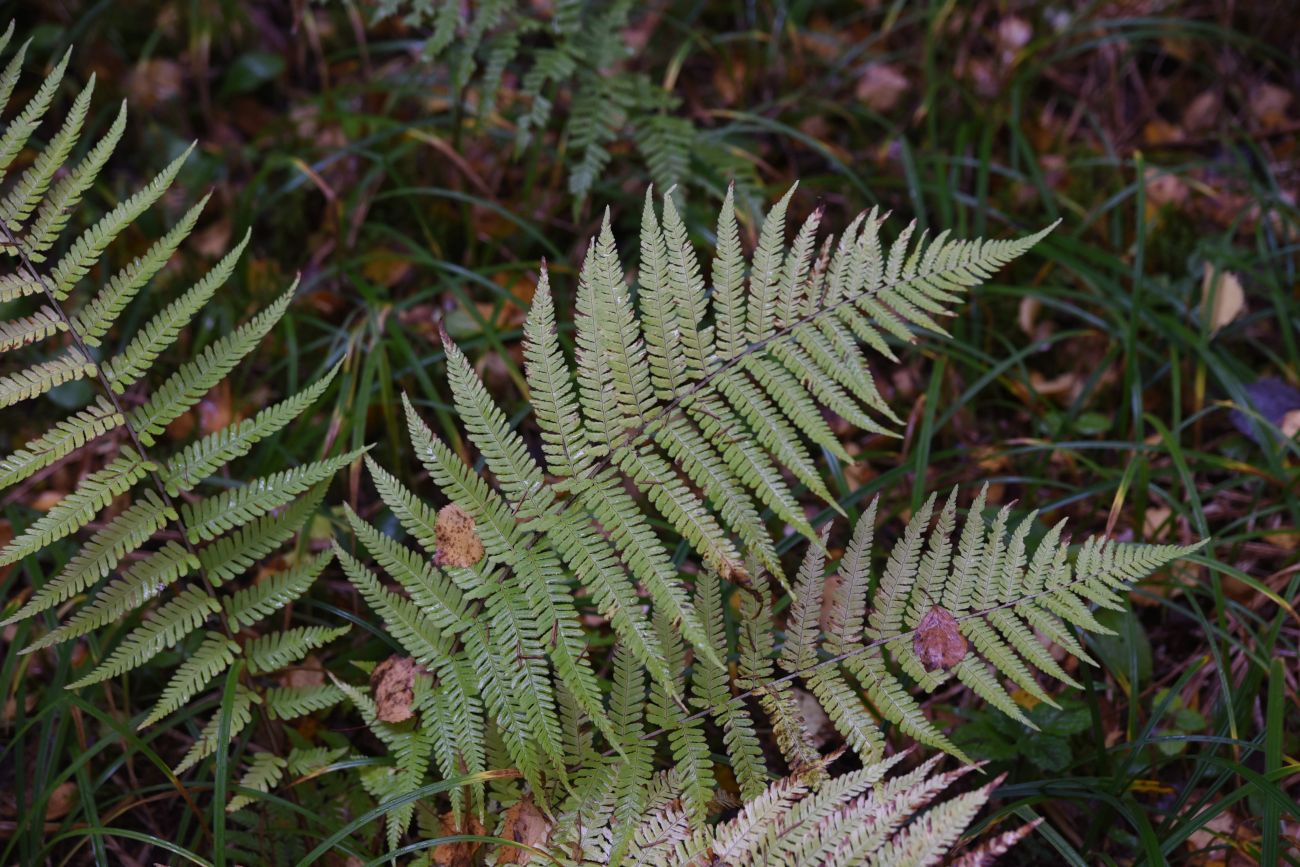 Image of Dryopteris filix-mas specimen.