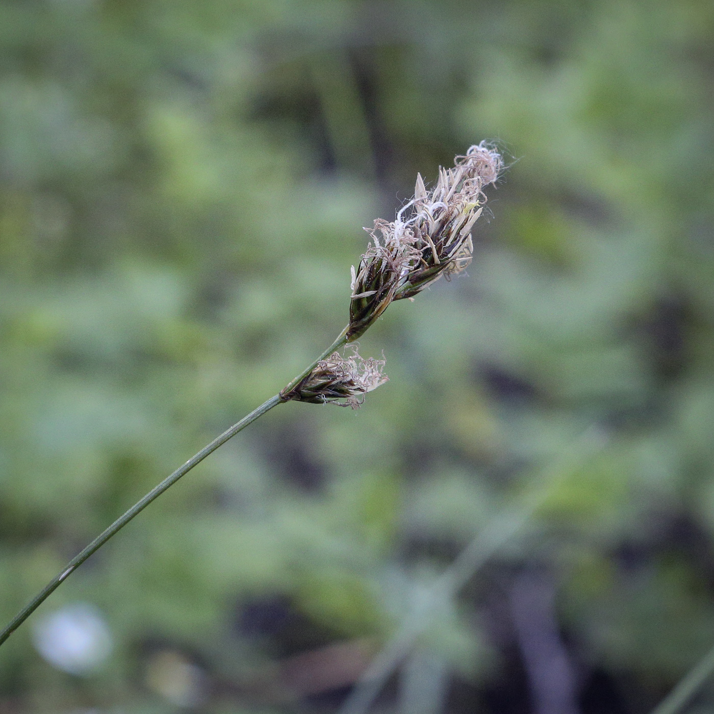 Image of Carex praecox specimen.