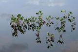 Menyanthes trifoliata. Плодоносящие растения. Мурманская обл., окр. г. Заозёрск, высота 314.9, скалистое плато, мелководное озерко. 01.08.2022.