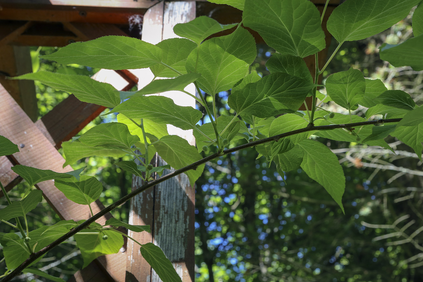 Image of Actinidia kolomikta specimen.