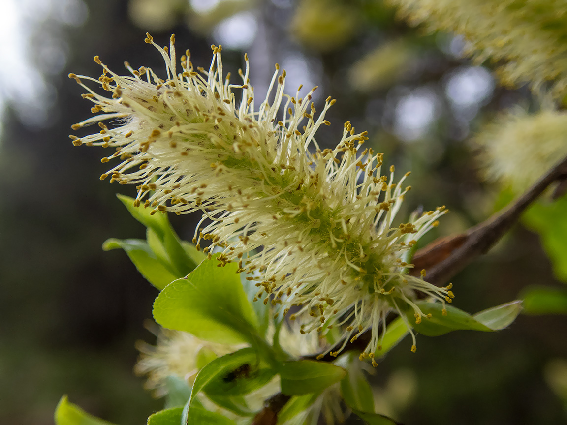 Image of Salix myrsinifolia specimen.